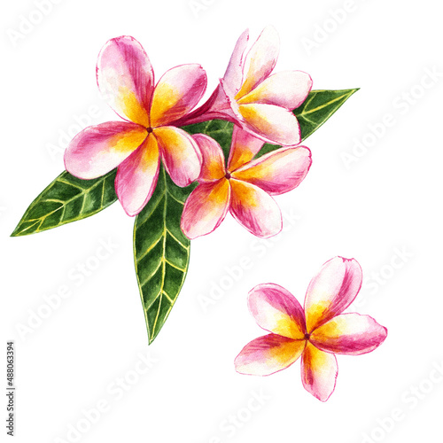 Mango flowers in watercolor