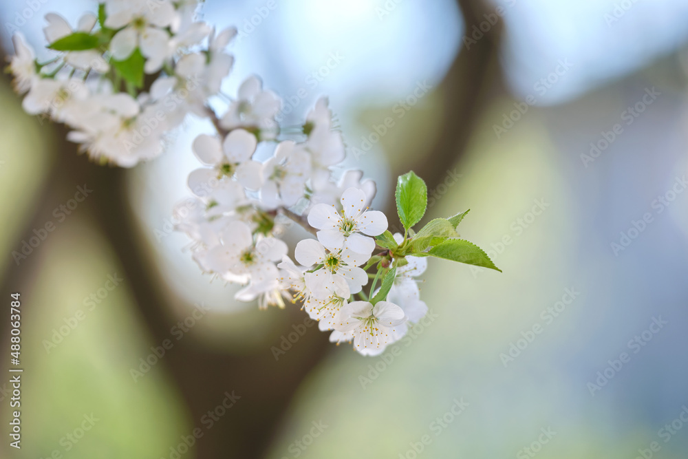 Obraz premium Twigs of cherry tree with white blossoming flowers in early spring