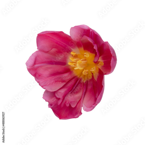 Tulip flower head isolated on white background.