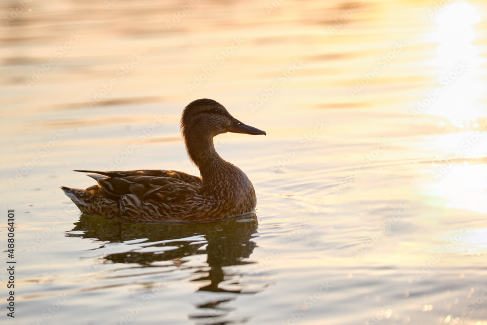 Fototapeta premium Wild duck family of mother bird and her chicks swimming on lake water at bright sunset. Birdwatching concept
