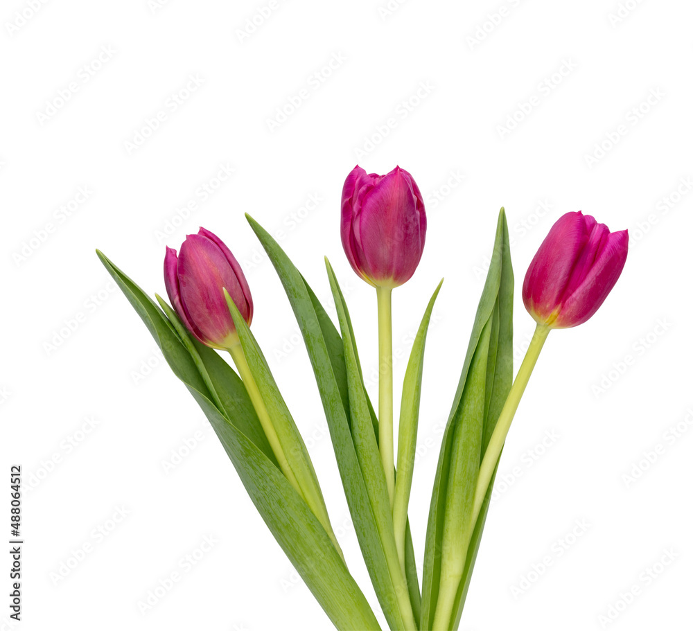 Lilac tulip flower on whitebackground. Lilac tulip flower on whitebackground.