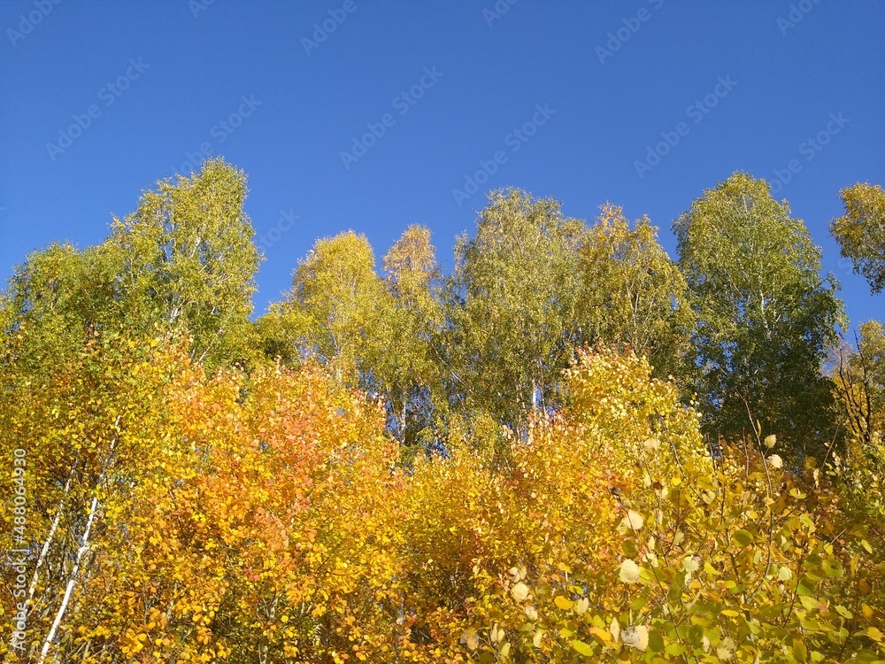 an asphalt road in an autumn forest with a blue sky. High quality photo an asphalt road in an autumn forest with a blue sky. High quality photo