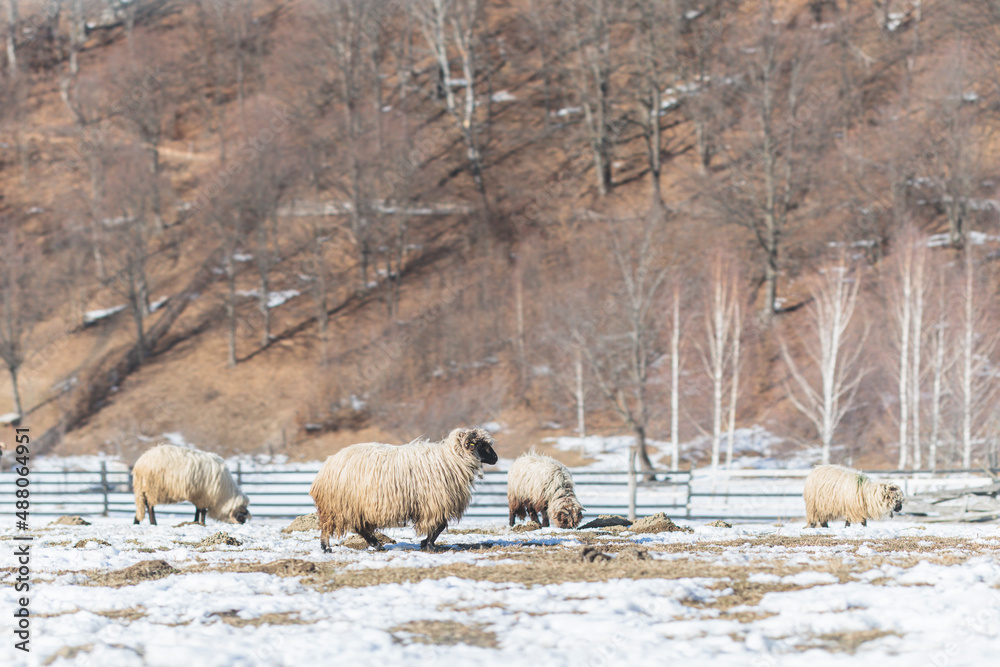 Formed Sheep Foto de Free range sheeps with shepherd and scientific evidence ...