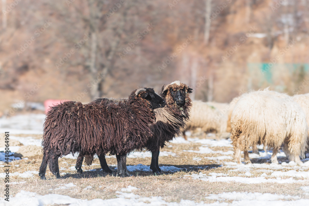 Obraz premium Free range sheeps with shepherd, animals eat grasses and other low-growing vegetation and ruminate chew the cud