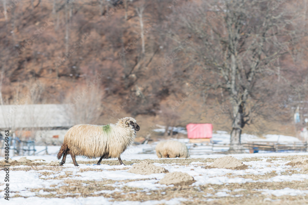 Naklejka premium Sheep farming free range or sheep husbandry is the raising and breeding of domestic sheep. Sheep are raised principally for their meat lamb and mutton, milk and wool