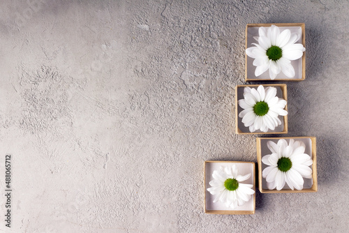 white chrysanthemums in square paper boxes on a light concrete textured background
