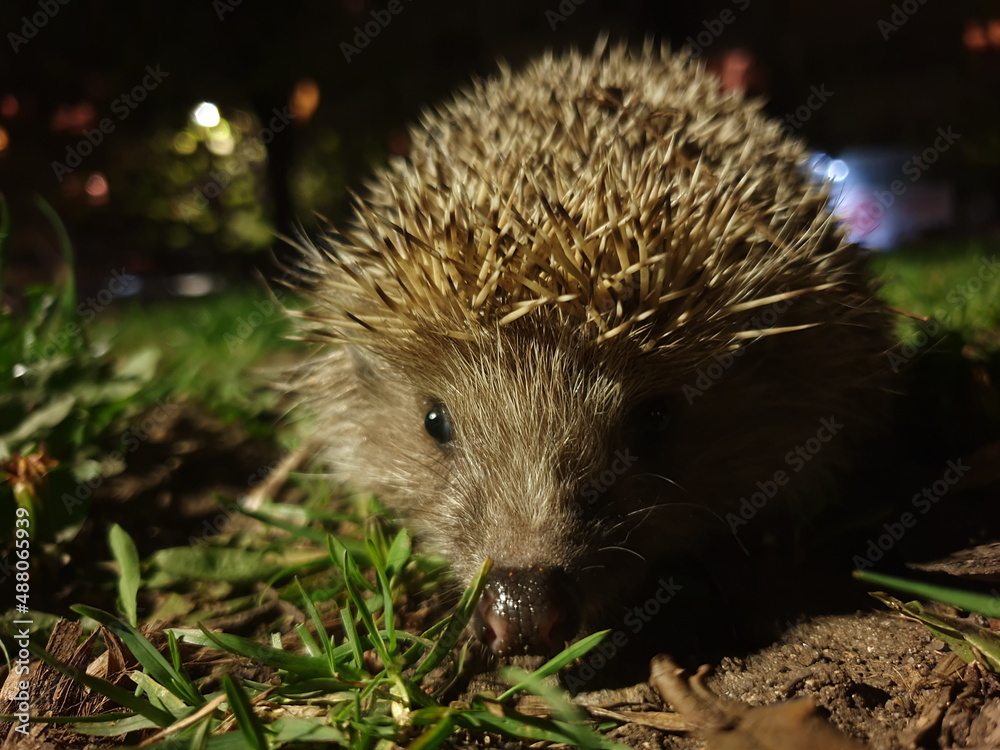 Naklejka premium hedgehog in the grass