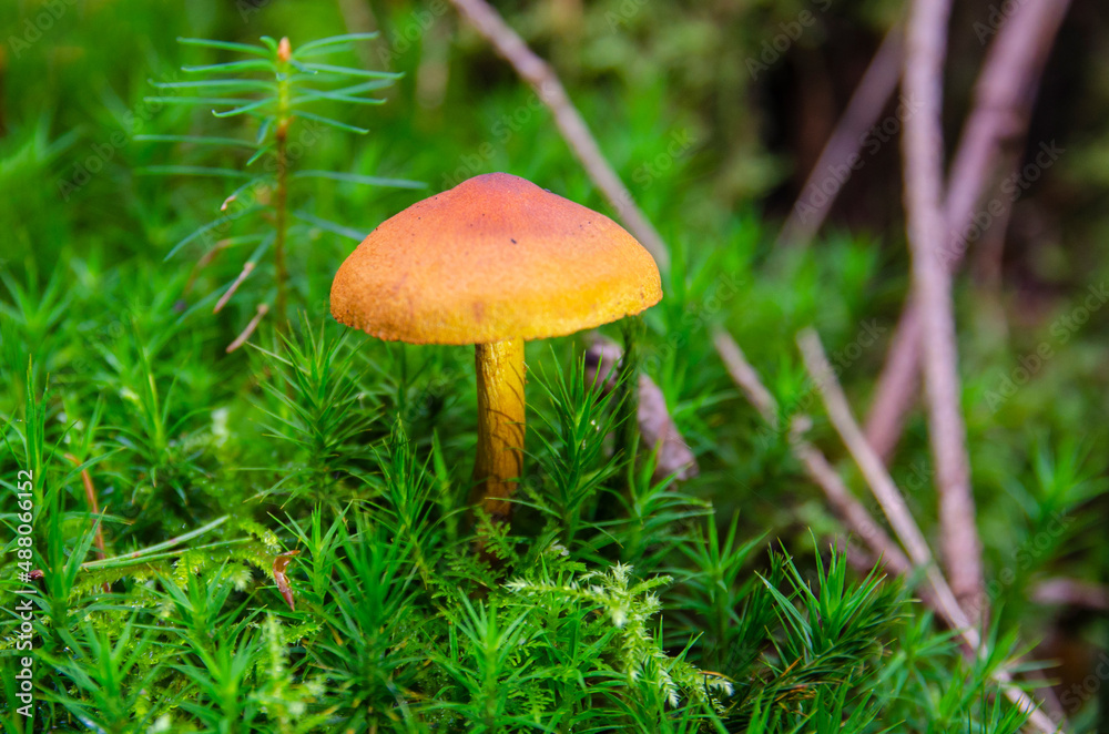 Pilz im Wald Pilz im Wald