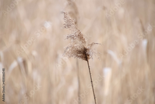 Close up of a wheat. Could be used as a background or a wallpaper.