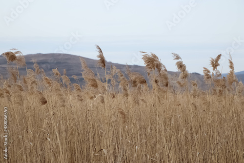 Rural scenery. Background of ripening ears of wheat field. Field landscape. Close up with a hill in the background