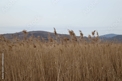 Rural scenery. Background of ripening ears of wheat field. Field landscape.