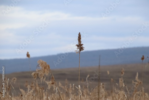 Close up of a wheat on a rural scenery autumn.