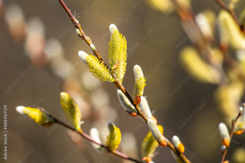 custom made wallpaper toronto digitalWillow branches with fluffy yellow buds in spring. Easter or spring background with flowering willow branches.
