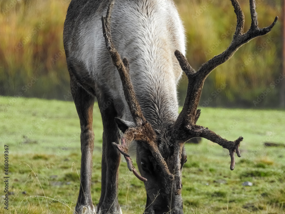 Reindeer with big horns grazing on a sunny day Reindeer with big horns grazing on a sunny day