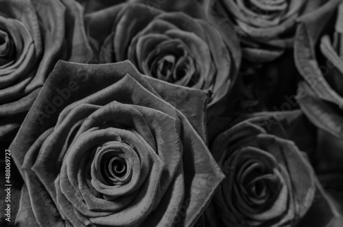  dark black roses. a lote of close-up roses.