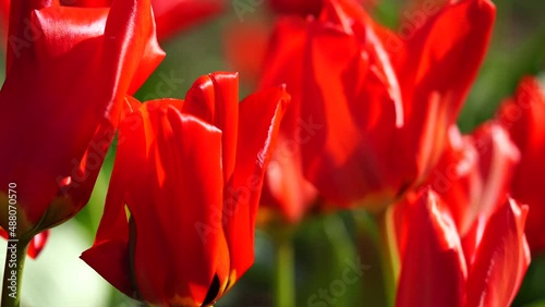 Red tulip on beautiful tulips plantation background. 