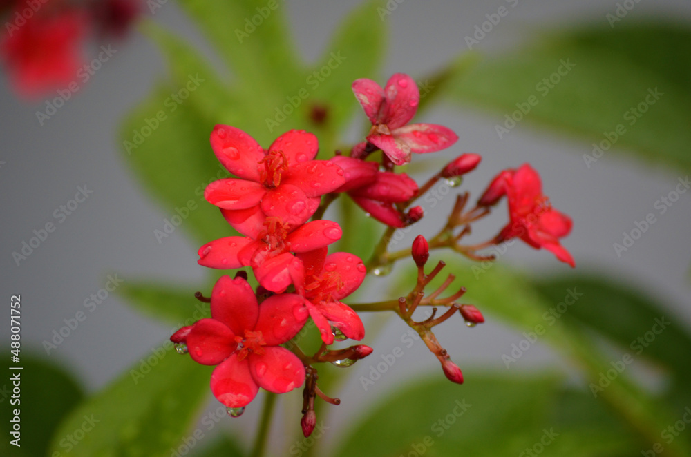 red flower red flower