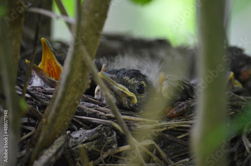baby in the nest