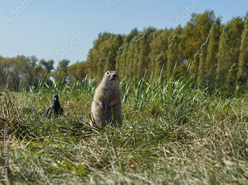 a cute gopher stands on its hind legs