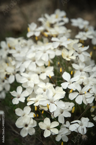 white jasmine flowers close up