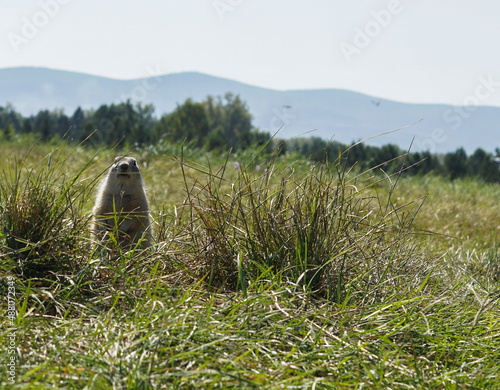 a cute gopher stands on its hind legs