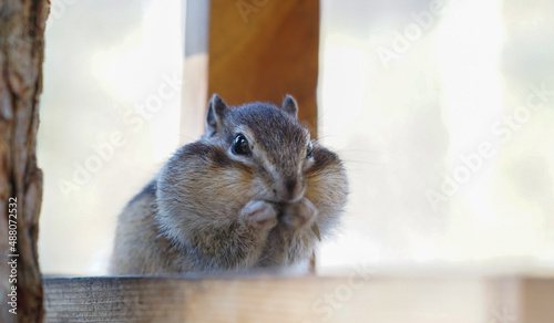 Obraz na płótnie portrait of a funny chipmunk with with huge jowls