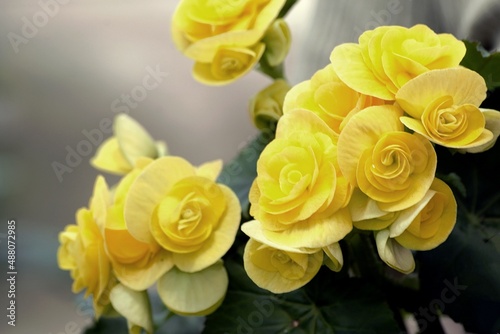 begonia photo