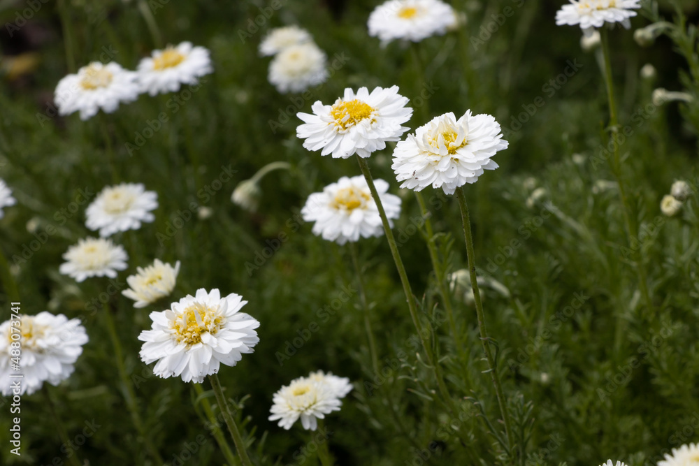 Fototapeta premium Chamaemelum nobilis plena - a medicinal plant belonging to the family of the Asteraceae
