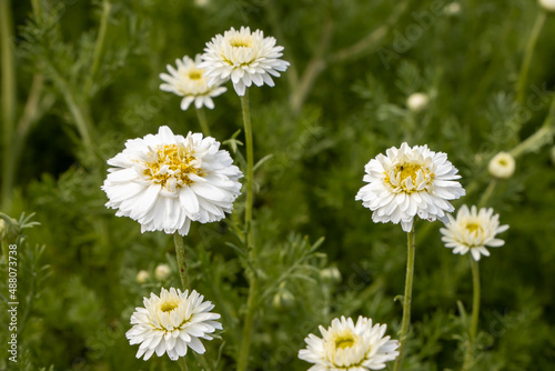 Chamaemelum nobilis plena - a medicinal plant belonging to the family of the Asteraceae photo