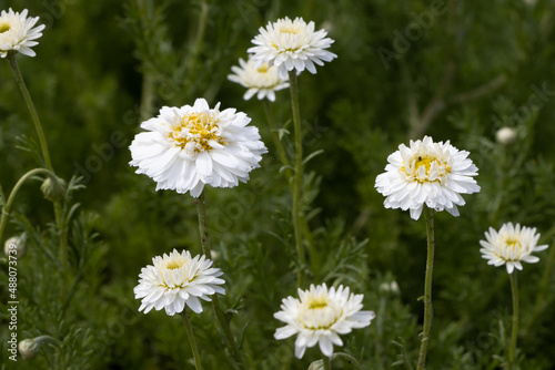 Tablou pe pânză Chamaemelum nobilis plena - a medicinal plant belonging to the family of the Ast