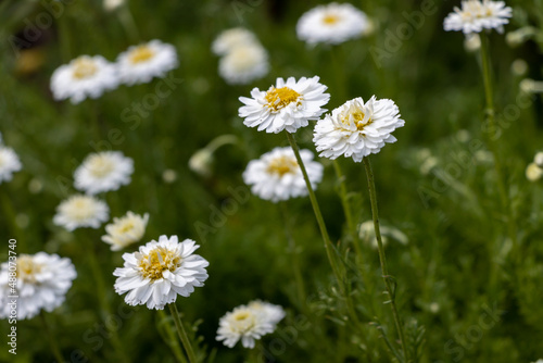 Chamaemelum nobilis plena - a medicinal plant belonging to the family of the Asteraceae © Nicolette Wollentin