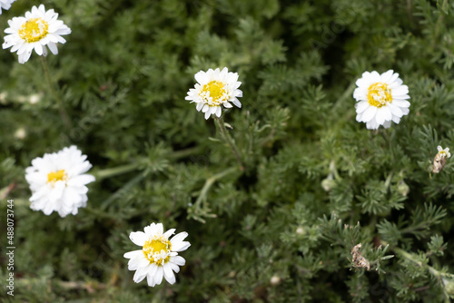 Chamaemelum nobilis plena - a medicinal plant belonging to the family of the Asteraceae