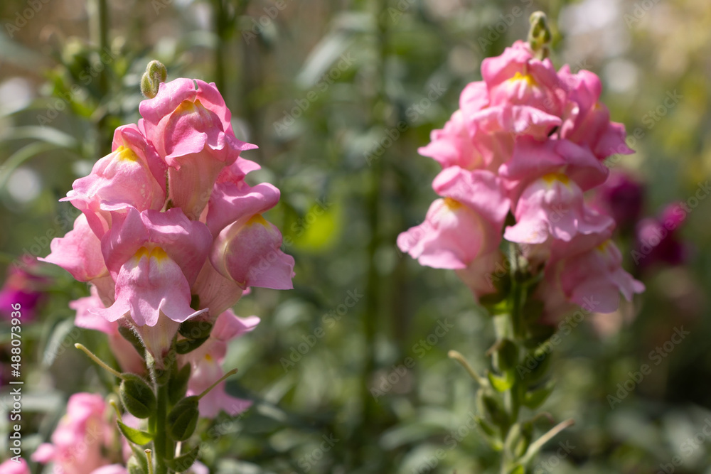 Antirrhinum majus It is native to the Mediterranean region, from Morocco and Portugal north to southern France, and east to Turkey and Syria. The common name Antirrhinum majus It is native to the Mediterranean region, from Morocco and Portugal north to southern France, and east to Turkey and Syria. The common name