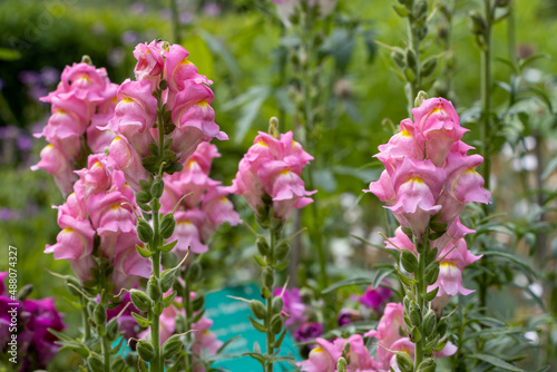 Antirrhinum majus It is native to the Mediterranean region, from Morocco and Portugal north to southern France, and east to Turkey and Syria. The common name 