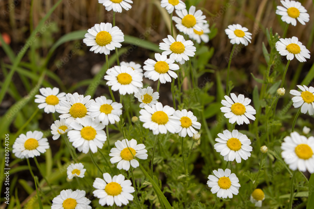Fototapeta premium German tea chamomila (Chamomilla recutita) flowers on meadow