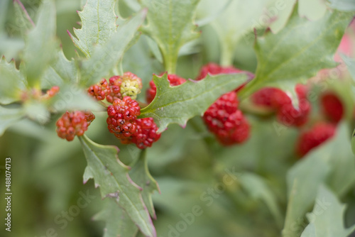 Real strawberry spinach - Chenopodium foliosum with its red strawberry fruits