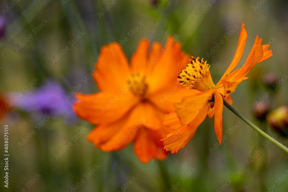 The yellow cosmos (Cosmos sulphureus) is an annual plant that offers magnificent yellow, orange or red flowers from July. The yellow cosmos (Cosmos sulphureus) is an annual plant that offers magnificent yellow, orange or red flowers from July.