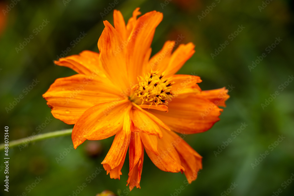 The yellow cosmos (Cosmos sulphureus) is an annual plant that offers magnificent yellow, orange or red flowers from July. The yellow cosmos (Cosmos sulphureus) is an annual plant that offers magnificent yellow, orange or red flowers from July.