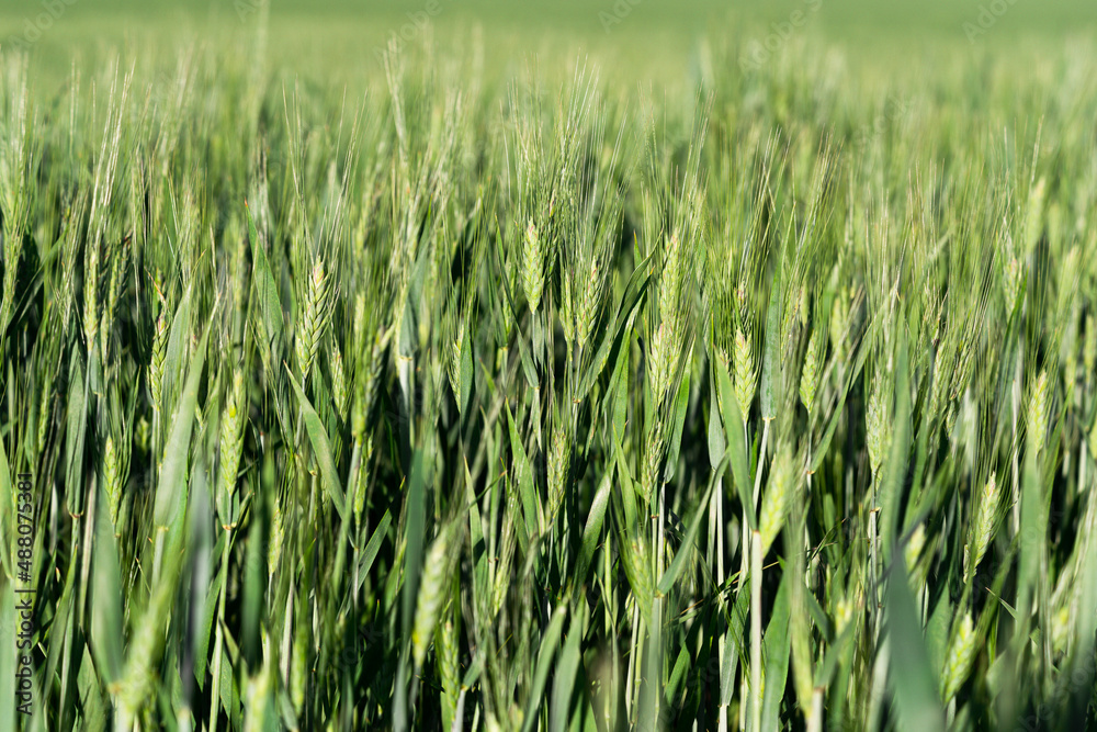 green wheat field, green nature background, sunny day green wheat field, green nature background, sunny day