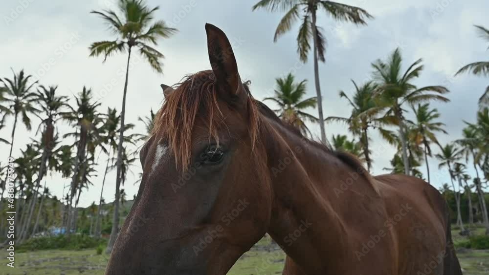 4K video brown horse eats grass. Macro horse's head