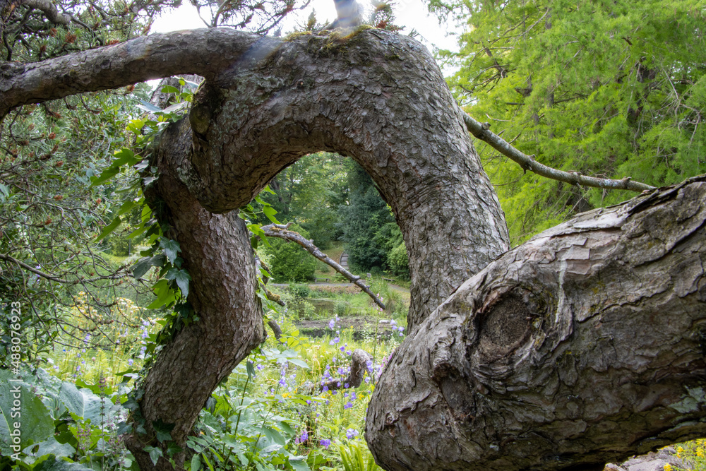 A mountain pine (Pinus mugo) grows askew across a path in a large garden A mountain pine (Pinus mugo) grows askew across a path in a large garden