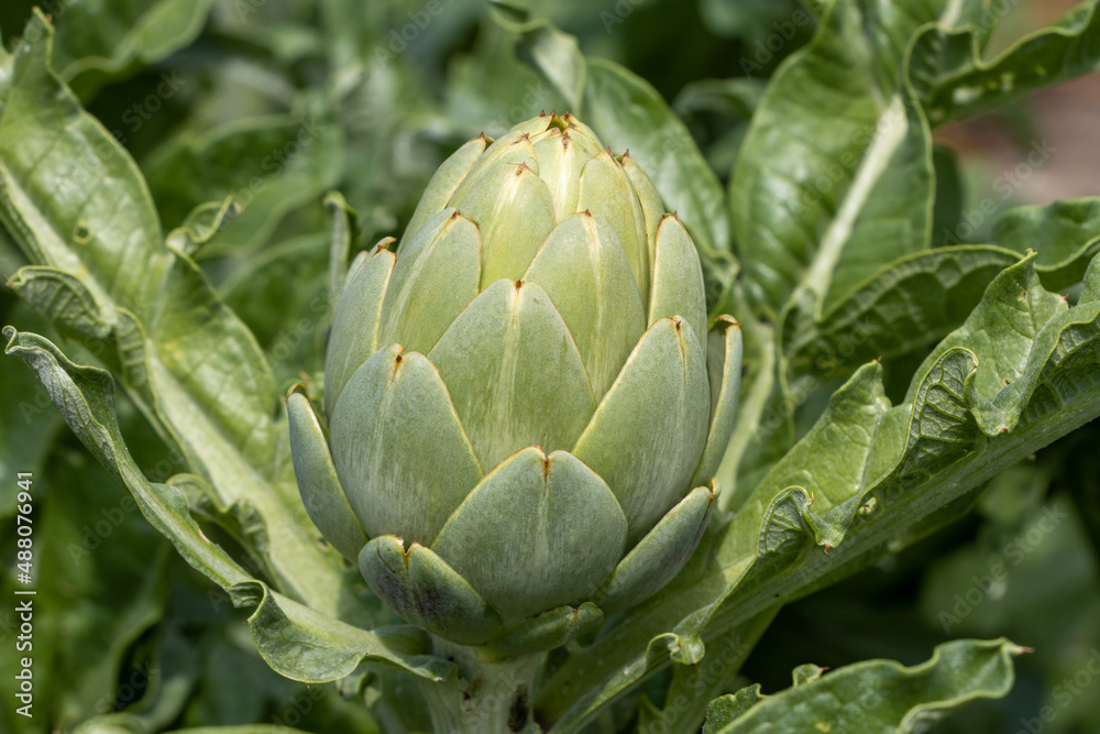 The artichoke cultivar is grown for its edible budded inflorescences and consumed as a flowering vegetable The artichoke cultivar is grown for its edible budded inflorescences and consumed as a flowering vegetable