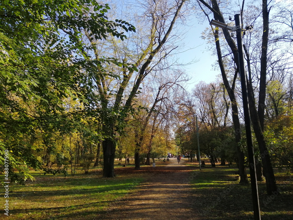 Naklejka premium alley in the park