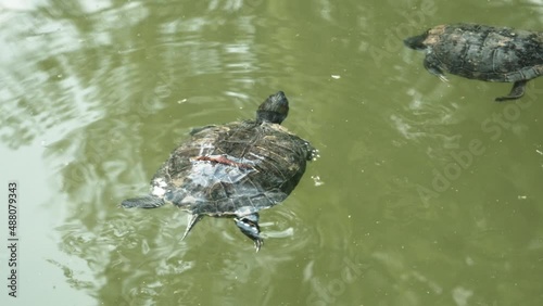 Turtles in the water inside garden in Bologna photo