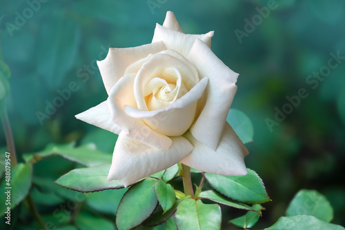 Beautiful rose flower in the garden. Rose flower background. Roses flower texture.