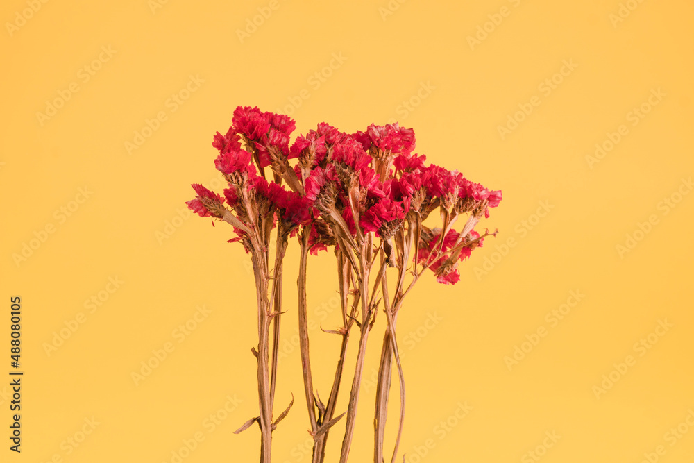 Obraz premium forever alive fuchsia on yellow background