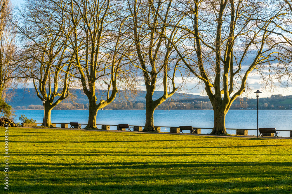 Bäume am Seeufer des Bodensee im Frühling Mettnau Park Radolfzell am Bodensee