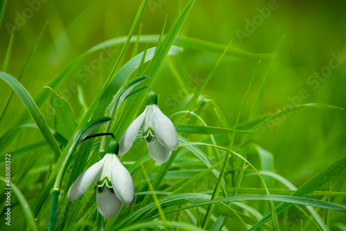 Snowdrop spring flowers. Galanthis in early spring gardens. Delicate Snowdrop flower is one of the spring symbols photo