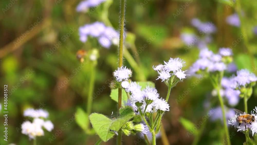 Abeja polinizando flores silvestres