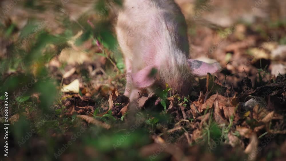 A piglet digging the ground in the forest. Slow motion, close up. A piglet digging the ground in the forest. Slow motion, close up.